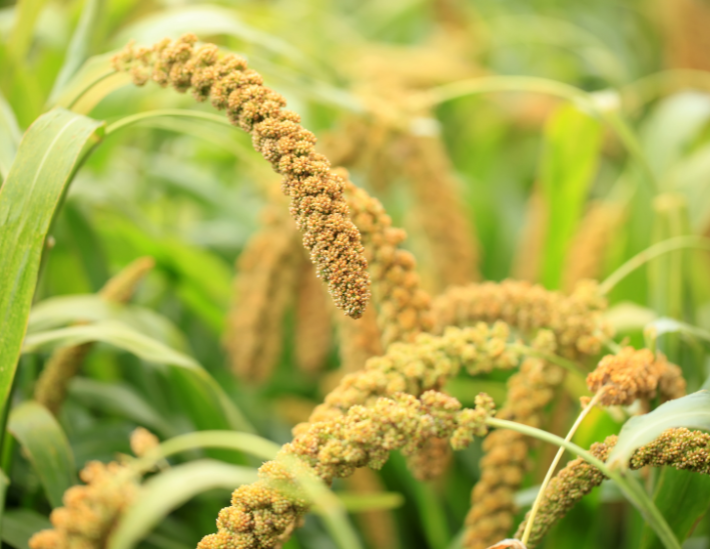 cereale_millet