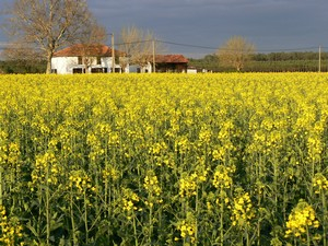 Champ de colza