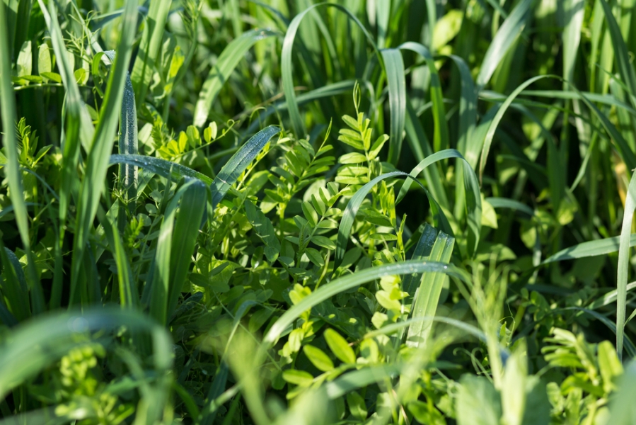 couverts-vegetaux-cda