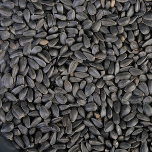 graines-de-tournesol