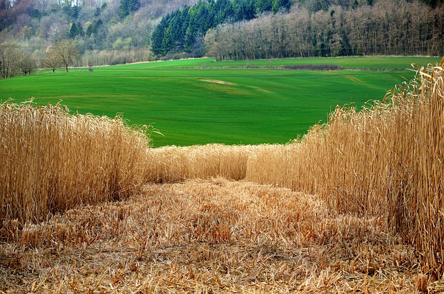 miscanthus-5128337_640