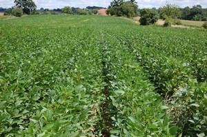 Soja - aout 2013 - 1 mois plus tard (2)