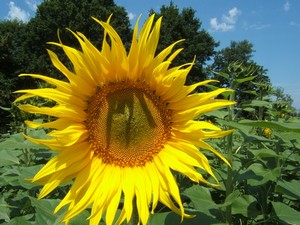 Tournesol en fleur