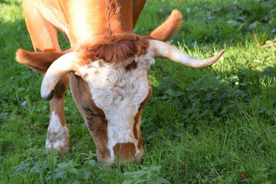 vache