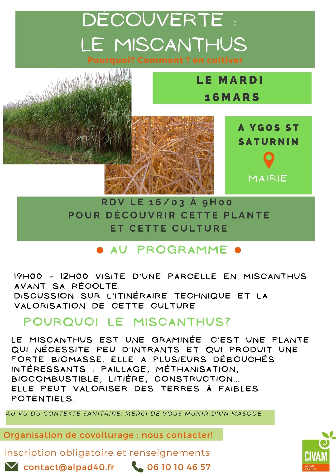 Affiche Miscanthus 1603