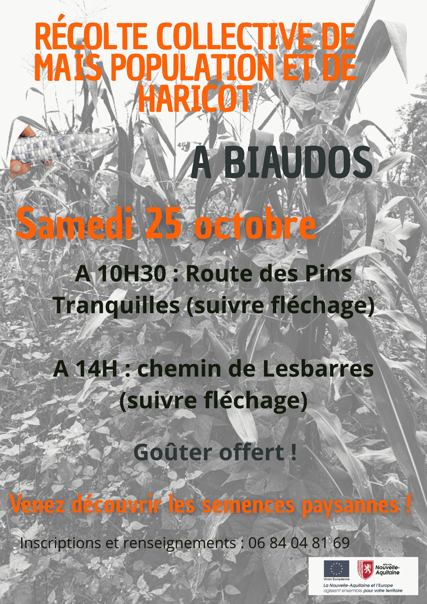 Récolte collective de maïs population et de haricot maïs