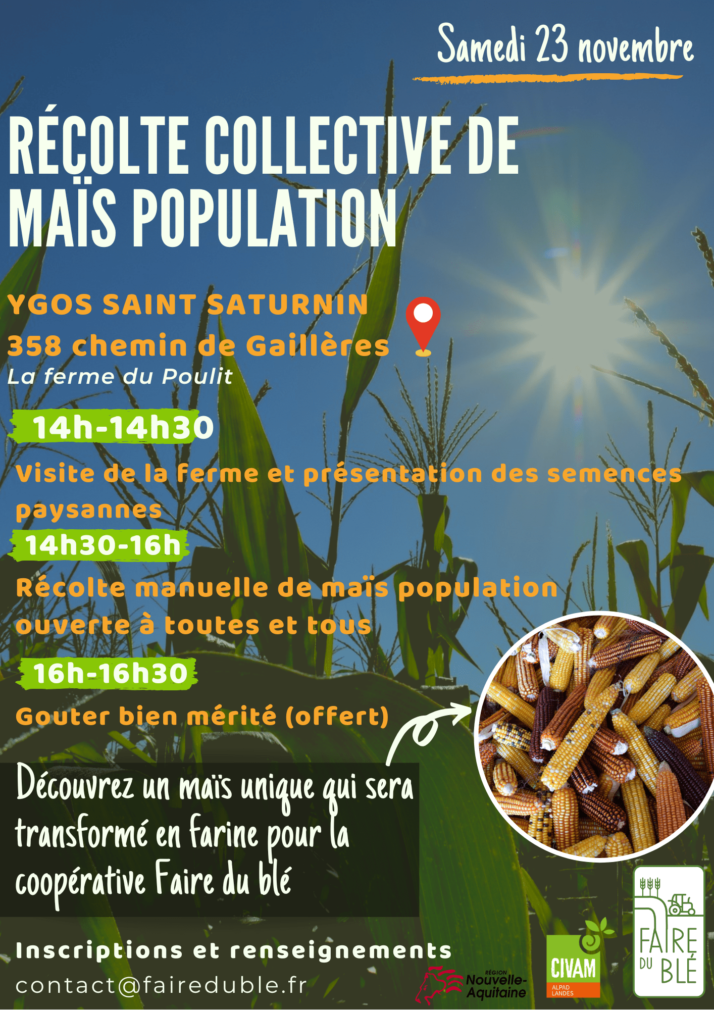 Récolte collective maïs pop